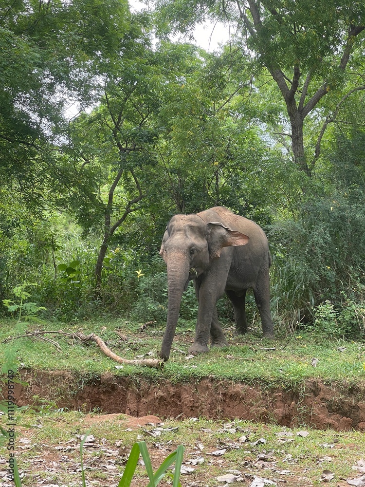 Fototapeta premium elephant in the jungle