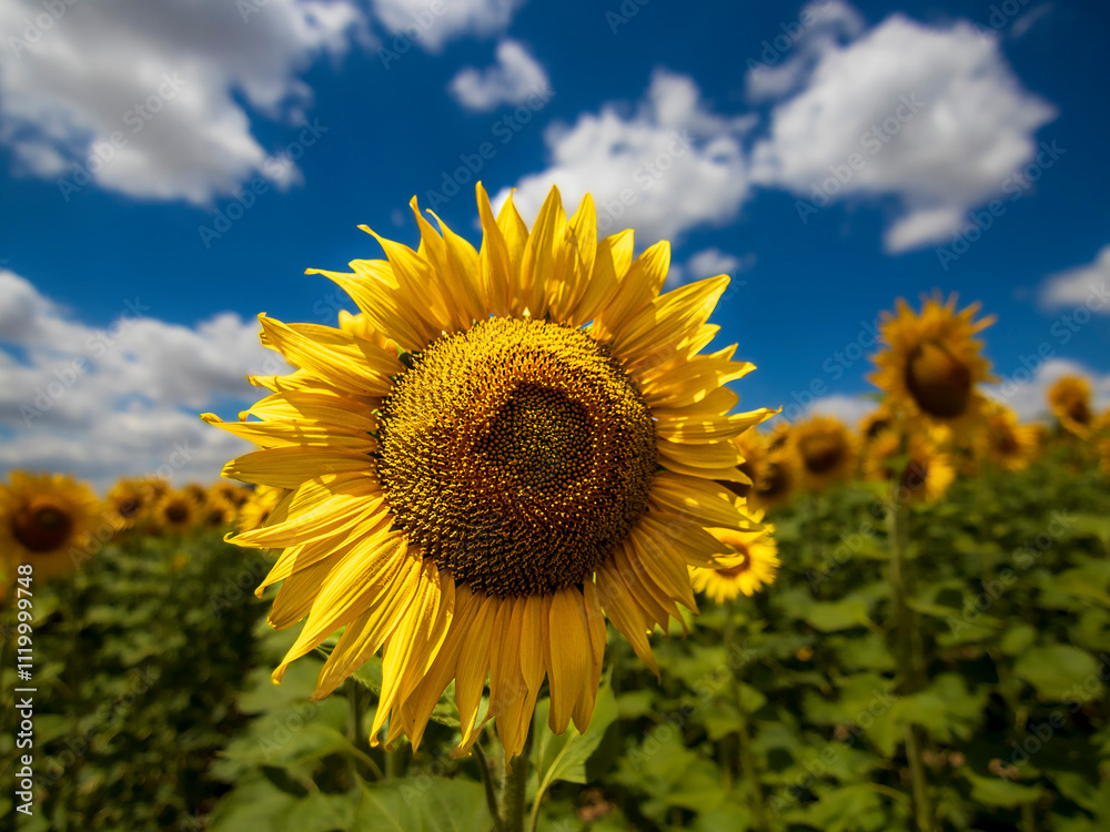 sunflower of blue sky