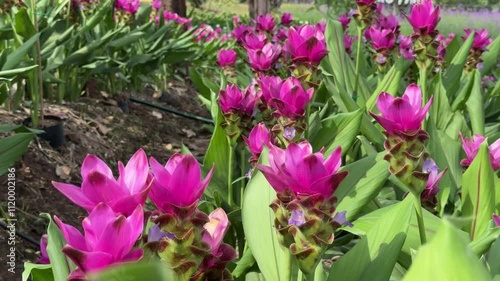 https://contributor.stock.adobe.com/en/portfolio/videos?limit=100&page=3&sort_by=create_desc#:~:text=siam%20tulip%20flowers%20in%20the%20garden photo