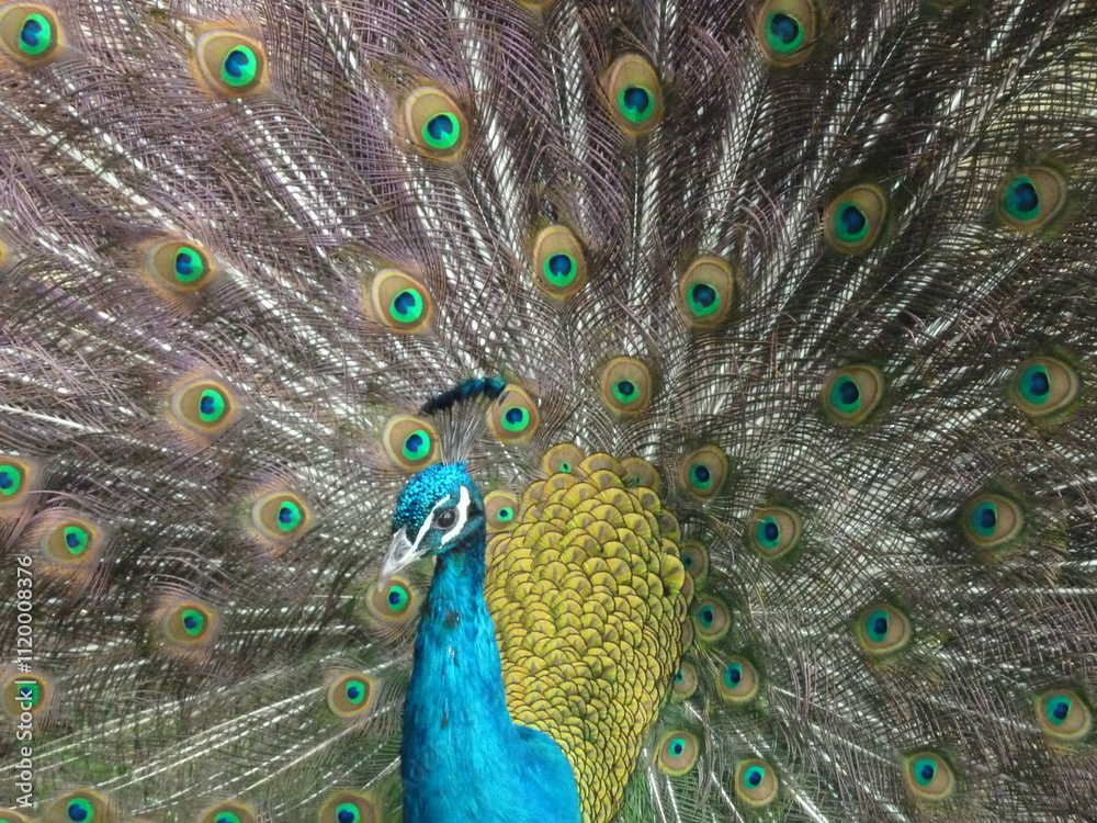 Fototapeta premium peacock with feathers out