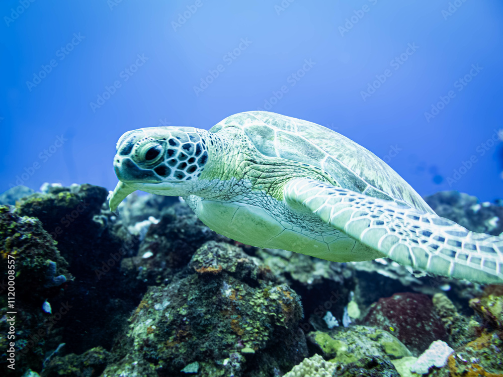 Fototapeta premium Underwater life