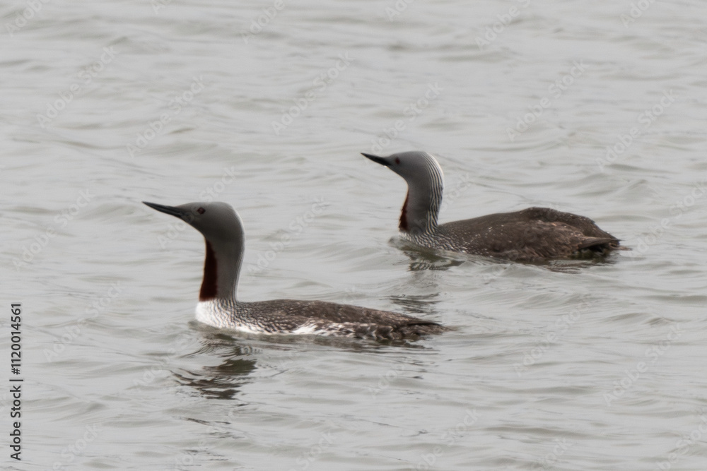 Fototapeta premium Plongeon catmarin,.Gavia stellata, Red throated Loon, Spitzberg, Svalbard, Norvège