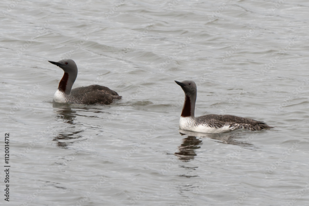 Plongeon catmarin,.Gavia stellata, Red throated Loon, Spitzberg, Svalbard, Norvège Plongeon catmarin,.Gavia stellata, Red throated Loon, Spitzberg, Svalbard, Norvège