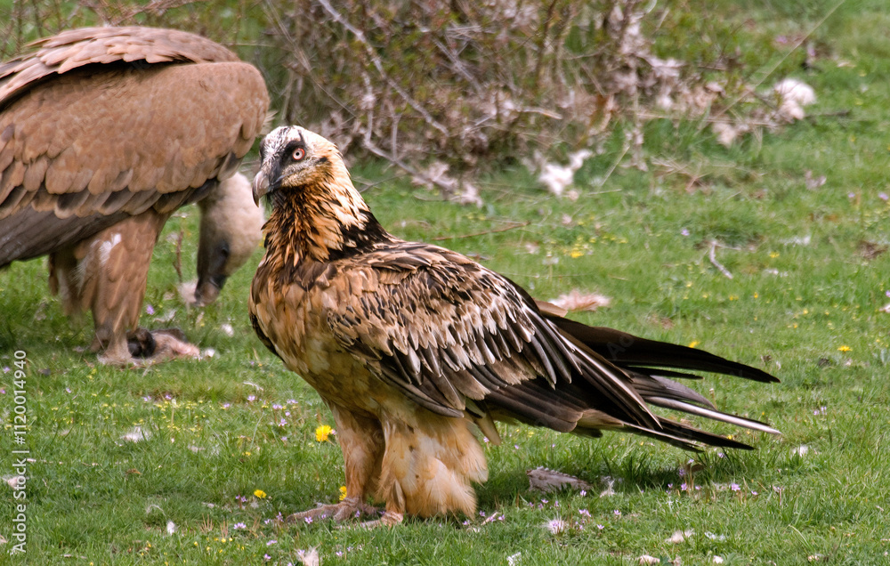 Fototapeta premium Gypaète barbu,.Gypaetus barbatus, Bearded Vulture, Vautour fauve, Gyps fulvus, Griffon Vulture, Pyrénées