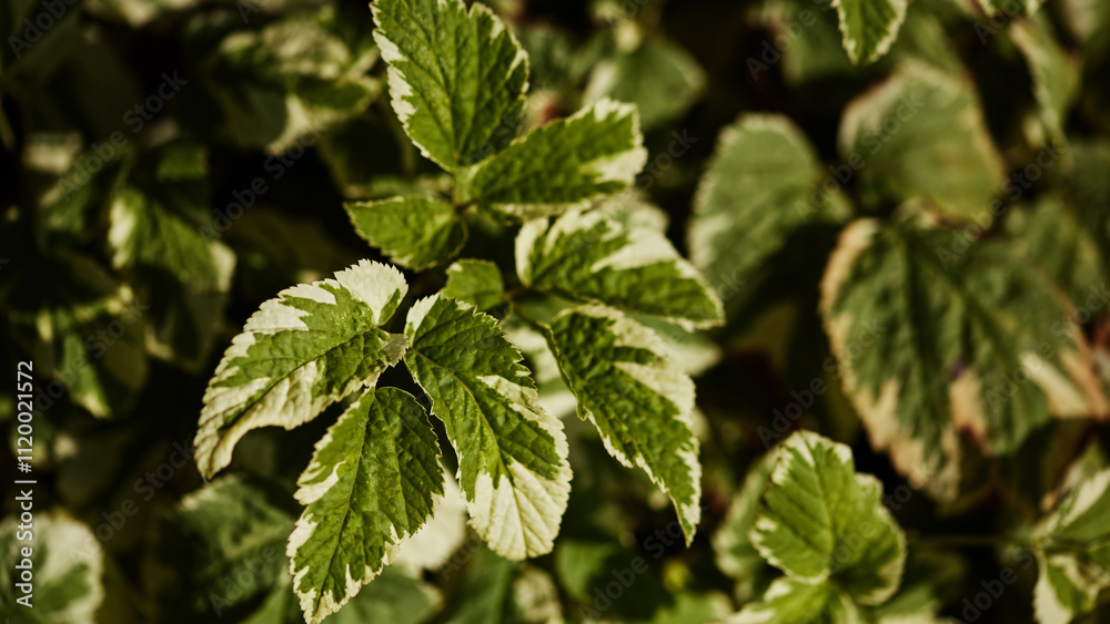 Green leaves with cream edges, highlighted by sunlight, showcasing detailed textures and natural patterns against a dark background.