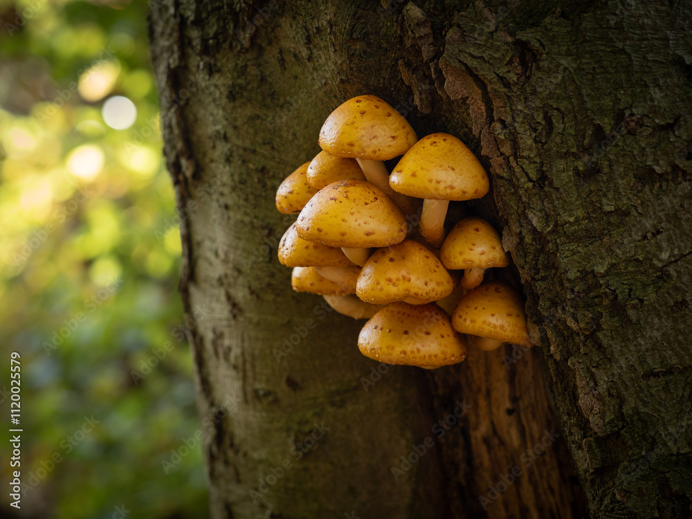 The mushrooms on the tree The mushrooms on the tree