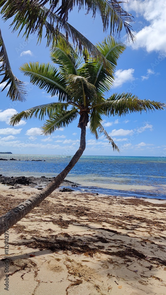 The green palm trees and mangroves along the turquoise Pacific Ocean at a paradise island in Fiji The green palm trees and mangroves along the turquoise Pacific Ocean at a paradise island in Fiji