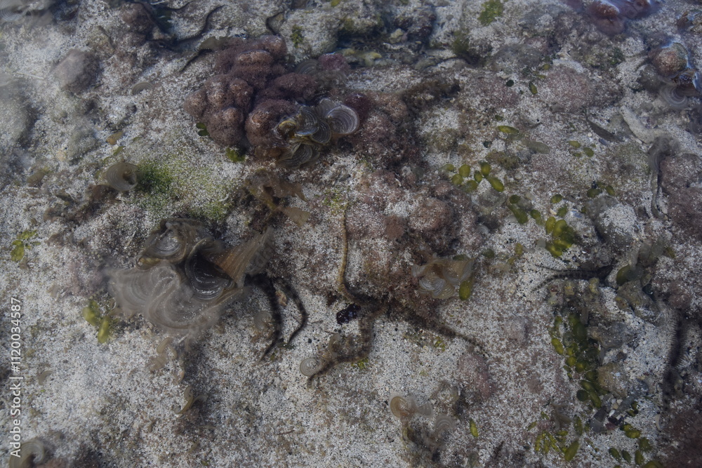 The turquoise blue Pacific Ocean and green lush island landscapes of Polynesian Tonga