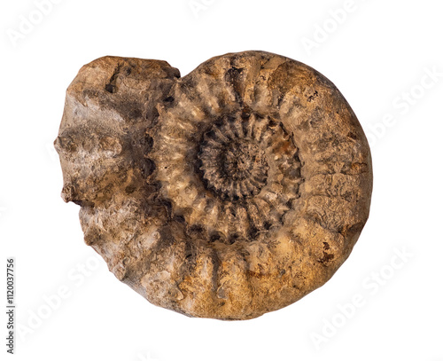 fossil of ammonite in the stone on white, isolated. photo