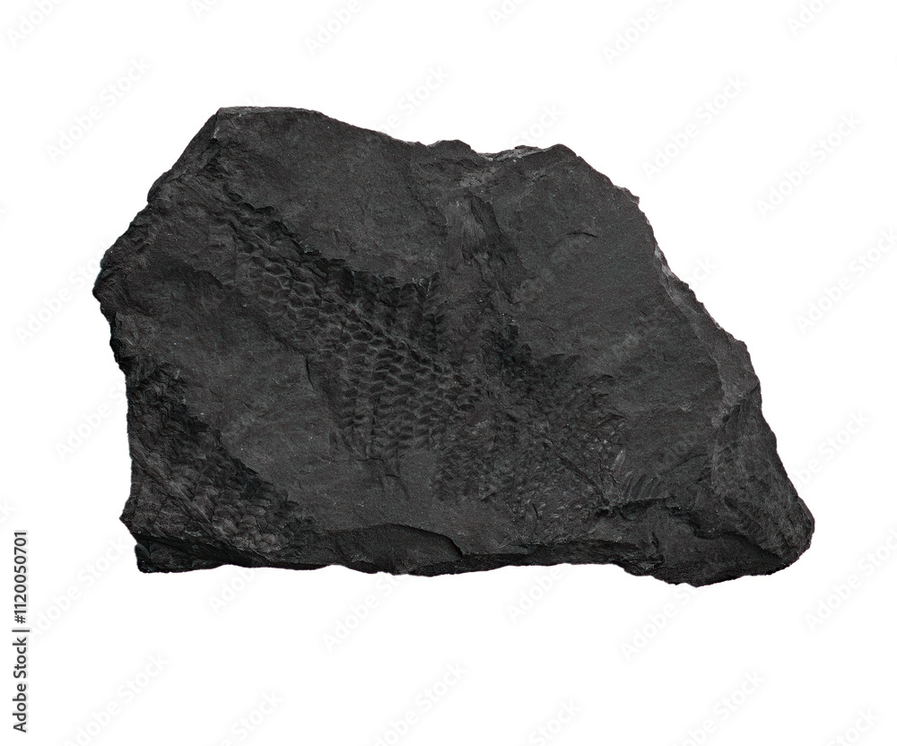 plant fossil isolated on white plant fossil isolated on white
