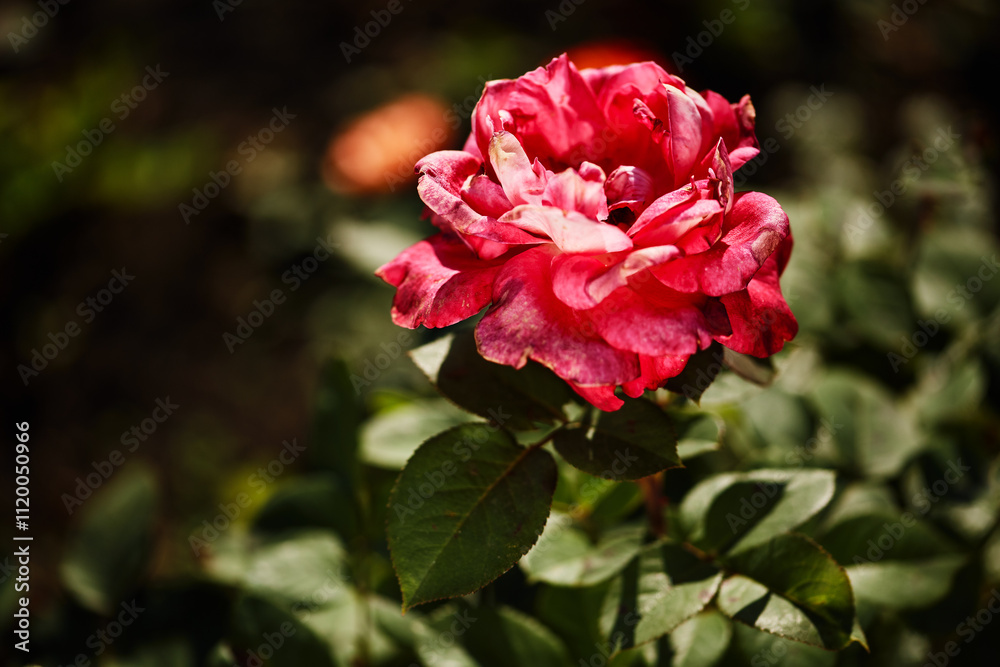 Closeup of a red rose in bloom with slightly aged petals, set against green leaves and natural light. Closeup of a red rose in bloom with slightly aged petals, set against green leaves and natural light.