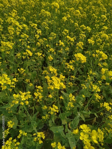 yellow flowers in the garden