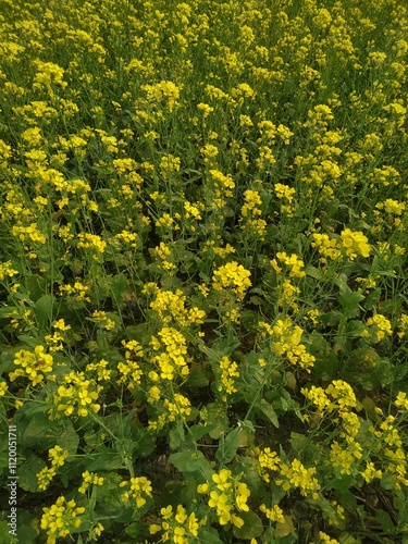 yellow flowers in the garden