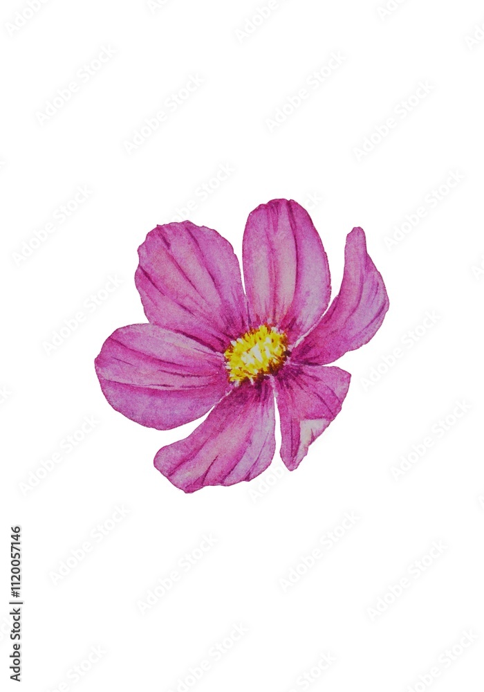 Watercolor cosmos flower isolated on white background. Watercolor cosmos flower isolated on white background.