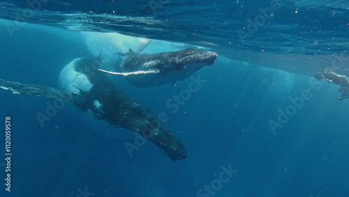 Mother and Calf Humpback whale meet freedivers in the ocean. Footage shot on a Gopro 7 black