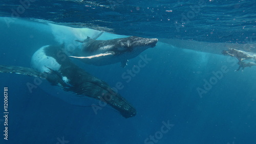 A young Humpback whale (Megaptera novaeangliae) swims at the surface of the Caribbean Sea, near where it was born. Footage shot on a cinema camera with 14 bit colors in Raw