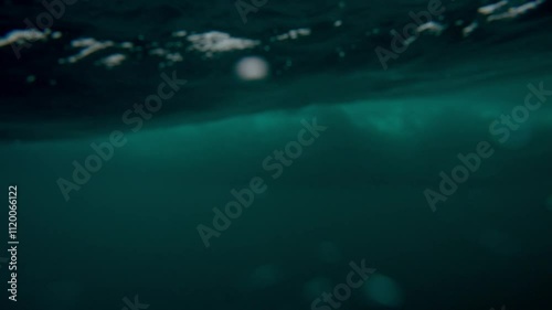 Underwater Gray Whale taka a dive in stormy harsh waves of Pacific Ocean in Mexico. Beautiful endangered Grey whale diving down in deep green ocean waters. Slow motion wildlife nature, marine mammals