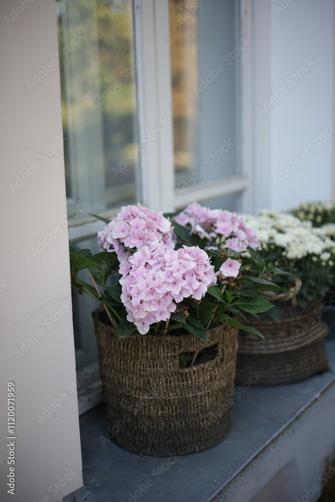 Fototapeta premium flowers in a pot