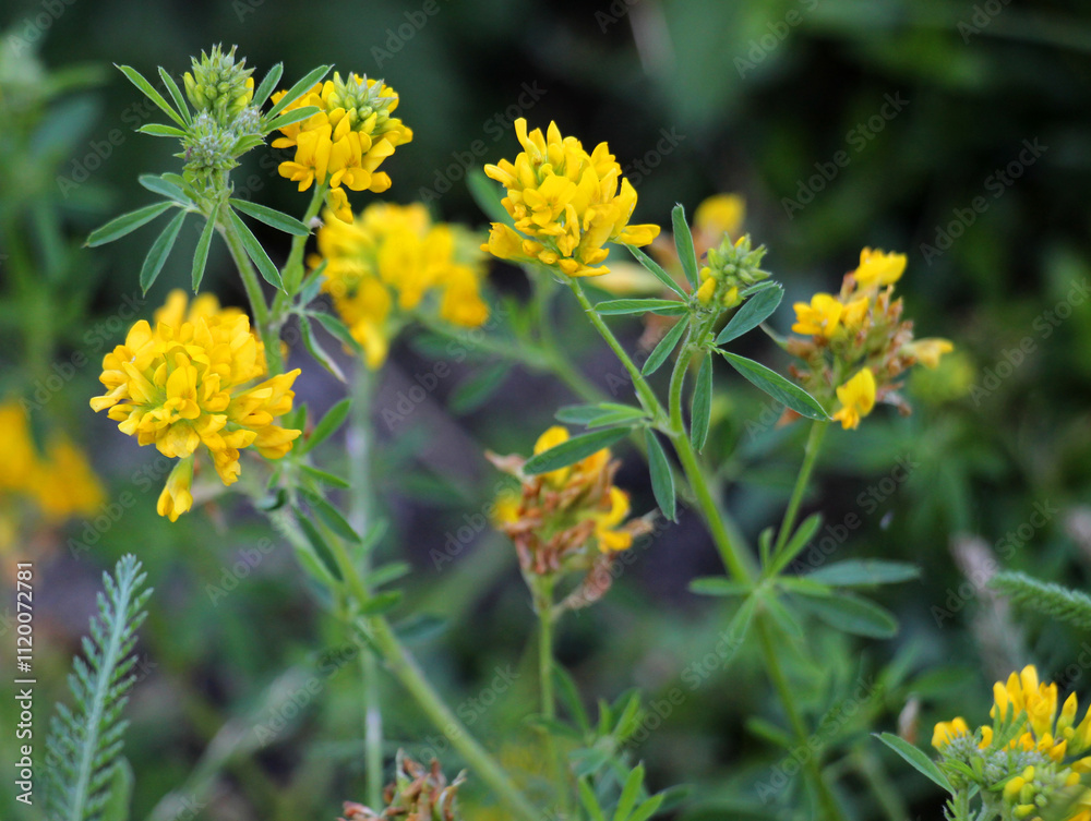 Blossoms of alfalfa sickle (Medicago falcata) Blossoms of alfalfa sickle (Medicago falcata)