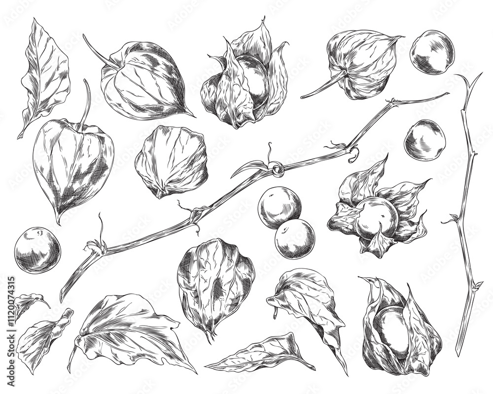 Illustration of set with image of physalis berries, leaves of different shapes, stem and lanterns.