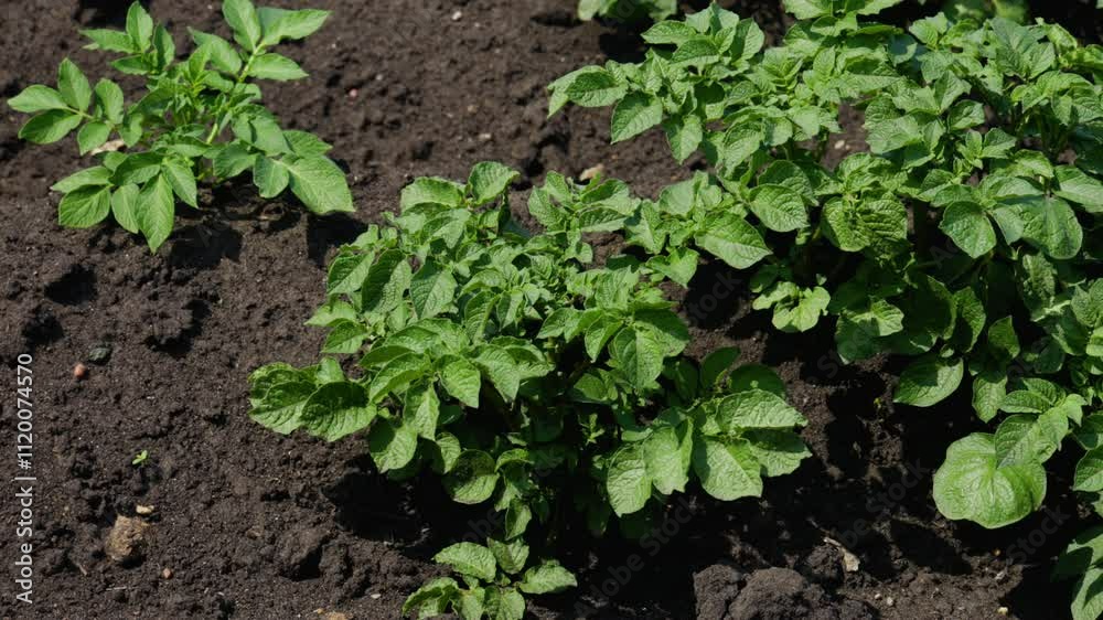 Close-up of potato leaves with inflorescence buds on it Close-up of potato leaves with inflorescence buds on it