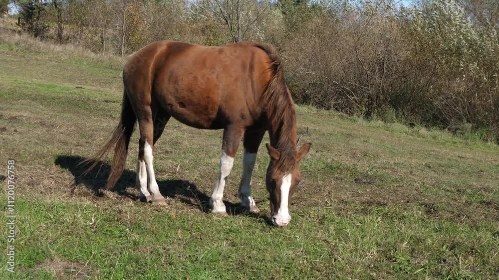 Horses graze in the field. Agriculture. Caring for horses. Horses graze in the field. Agriculture. Caring for horses.