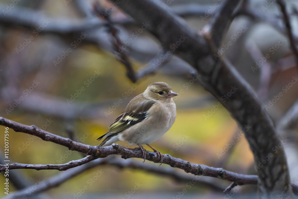 Finch Bird (Fringilla Bird)in the Garden Photo, Turkish Ispinoz Bird, Uskudar Istanbul, Turkiye (Turkey) Finch Bird (Fringilla Bird)in the Garden Photo, Turkish Ispinoz Bird, Uskudar Istanbul, Turkiye (Turkey)