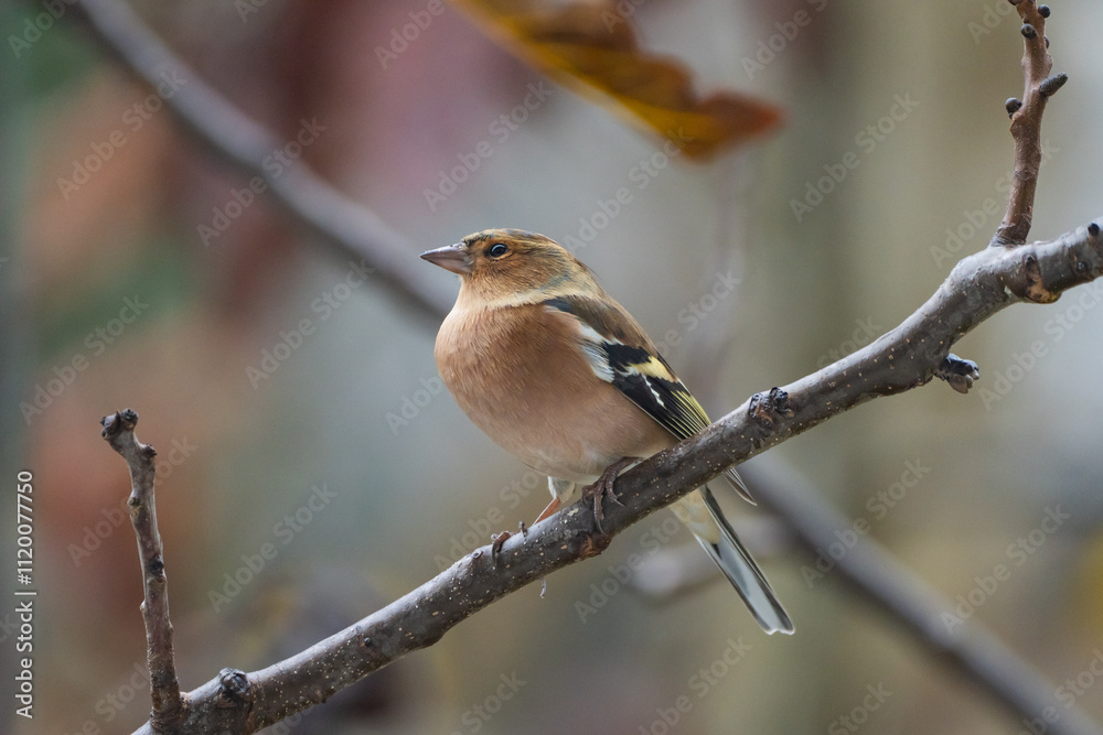 Finch Bird (Fringilla Bird)in the Garden Photo, Turkish Ispinoz Bird, Uskudar Istanbul, Turkiye (Turkey) Finch Bird (Fringilla Bird)in the Garden Photo, Turkish Ispinoz Bird, Uskudar Istanbul, Turkiye (Turkey)