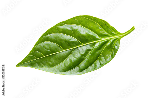 Sweet pepper leaf closeup isolated on transparent or white background, png