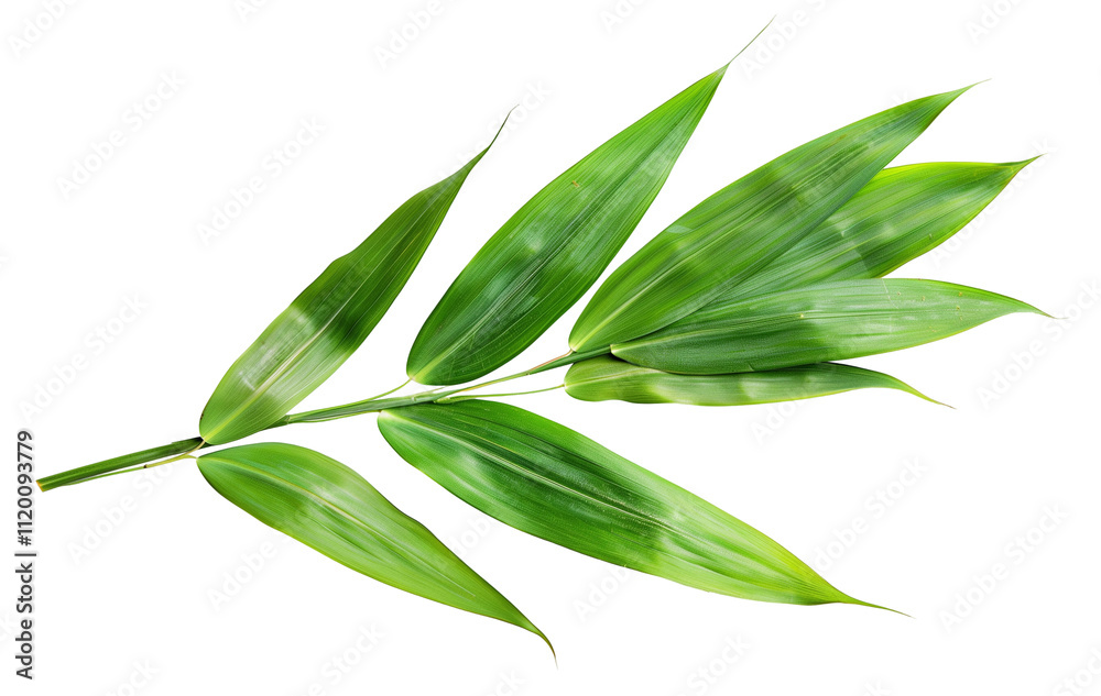 Obraz premium Bamboo fresh green leaf isolated on white background png transparent clipart.