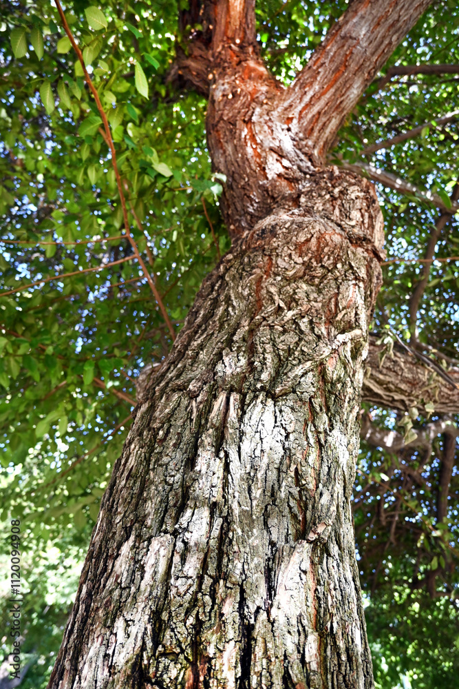CORTEZA DE ÁRBOL ÁRBOLES AÑOSOS MADERAS PALMERAS BROTES ARRUGAS CORTEZA DE ÁRBOL ÁRBOLES AÑOSOS MADERAS PALMERAS BROTES ARRUGAS
