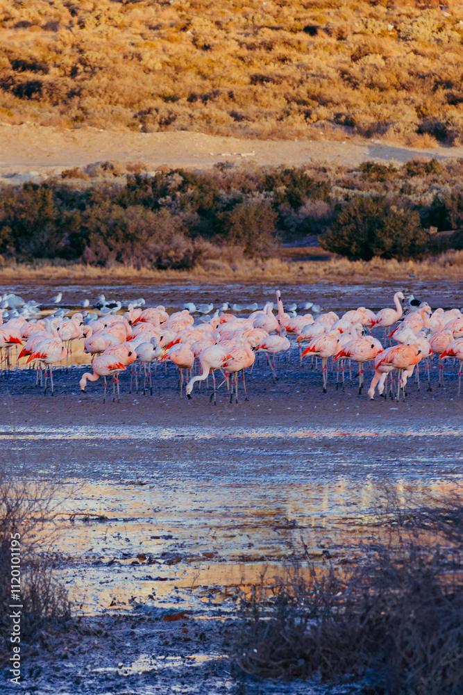 Fototapeta premium Gran bandada de flamencos rosados en Puerto Madryn, Chubut, Argentina. Phoenicopterus roseus