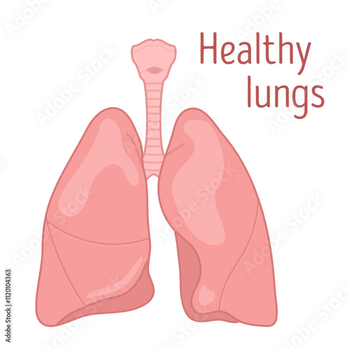 Healthy lungs. Vector illustration.