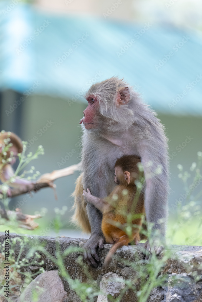 Rhesus macaque (Macaca mulatta) or Indian Monkey in forest with cub. Rhesus macaque (Macaca mulatta) or Indian Monkey in forest with cub.
