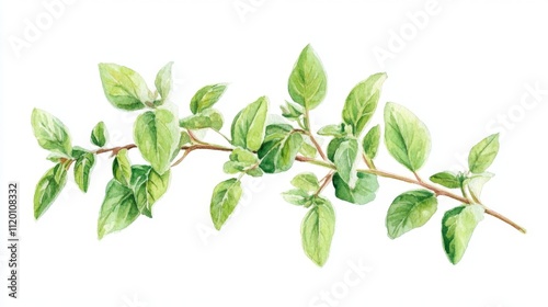 Delicate Watercolor Oregano Branch Illustration