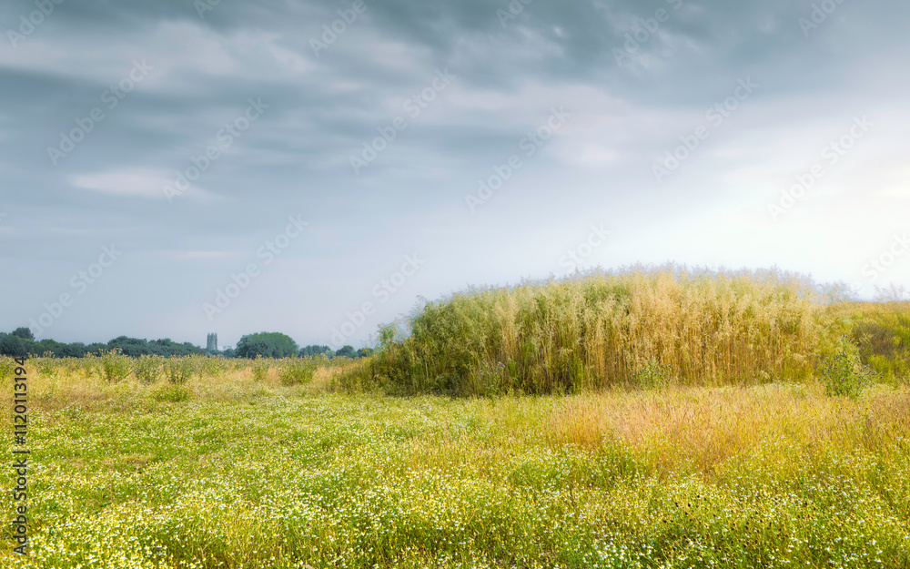 Fototapeta premium Landscape with wild flowers and grasses with Minster in Beverley, UK.