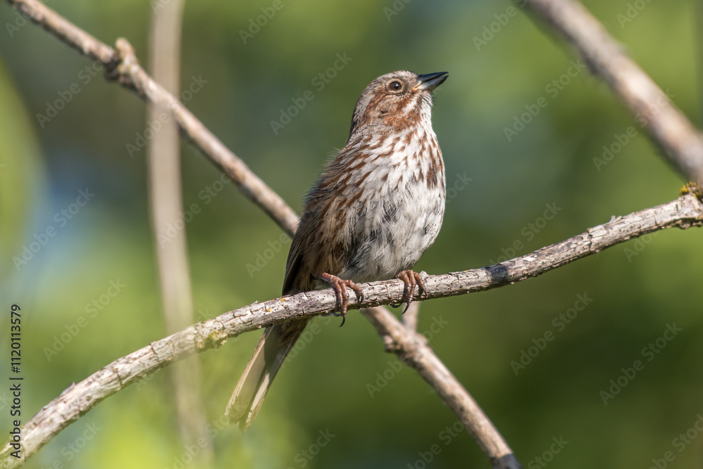 Small female sparrow sitting on a branch Small female sparrow sitting on a branch