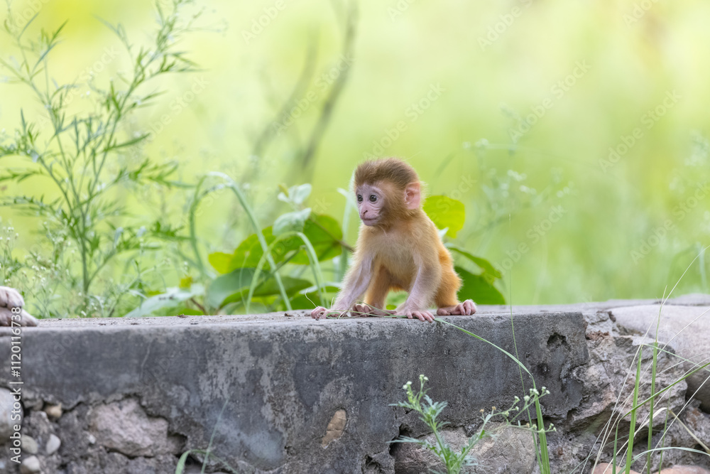 Φωτογραφία Cute baby monkey playing in the indian forest.