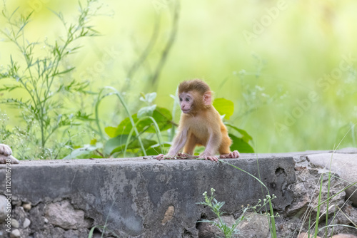 Canvas Print Cute baby monkey playing in the indian forest.