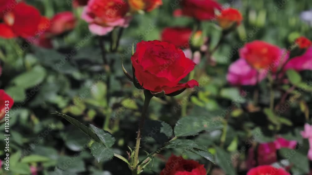 roses blooming in a garden roses blooming in a garden