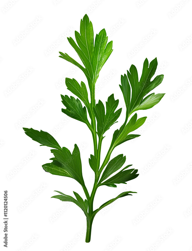 Naklejka premium Illustration branch of parsley 