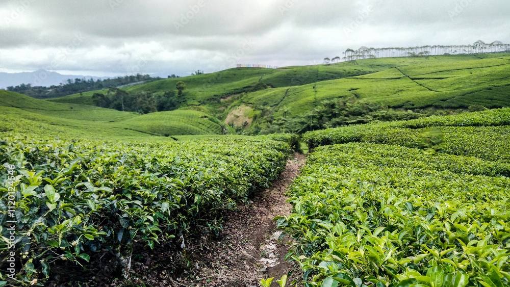 The path of the tea garden in Kepahiang, Bengkulu, Indonesia The path of the tea garden in Kepahiang, Bengkulu, Indonesia
