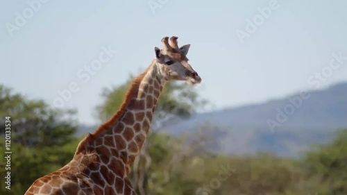 Baby giraffe suckles mother in early morning light. Giraffe in Kruger National Park, South Africa, Namibia. Amazing scene on safari watching wild animals. Concept of wildlife, nature, South africa.