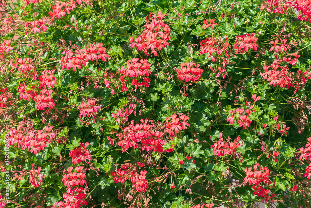 Beautiful pink flowers of Pelargonium peltatum. ivy-leaved pelargonium, cascading geranium. Beautiful pink flowers of Pelargonium peltatum. ivy-leaved pelargonium, cascading geranium.