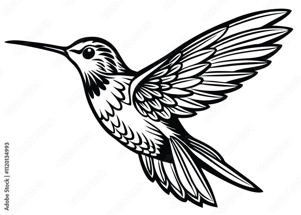 Fototapeta premium hummingbird-on-white-background (1).eps