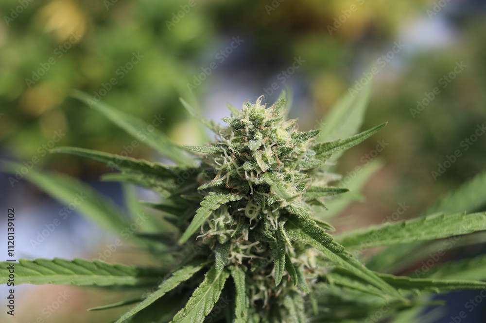 A detailed close-up of a cannabis flower and buds, showing rich green color, dense structure, and trichomes. A detailed close-up of a cannabis flower and buds, showing rich green color, dense structure, and trichomes.