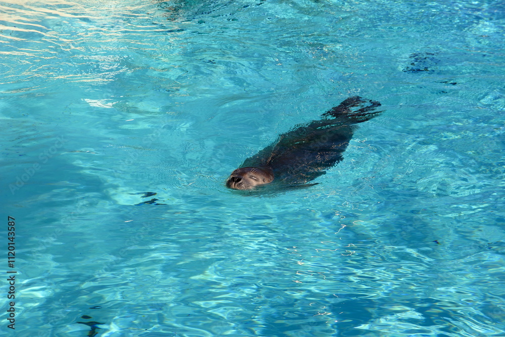 Fototapeta premium A lonely seal