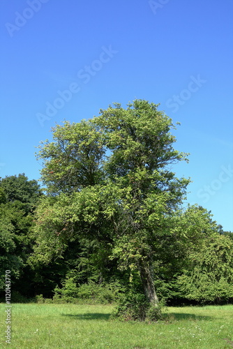 Stud sheepfold meadow. photo