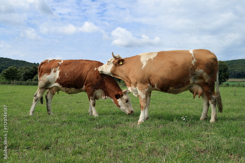 Close-up from a cow. Close-up from a cow.
