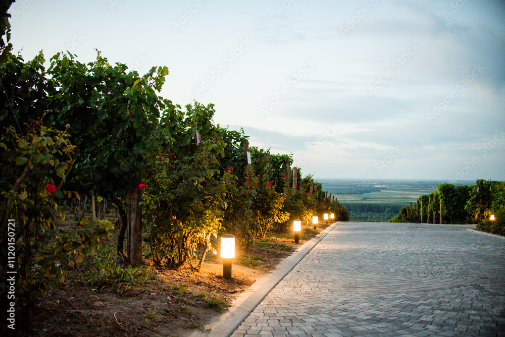 Fototapeta premium A cobbled road lit by small low lamps runs between the vineyards